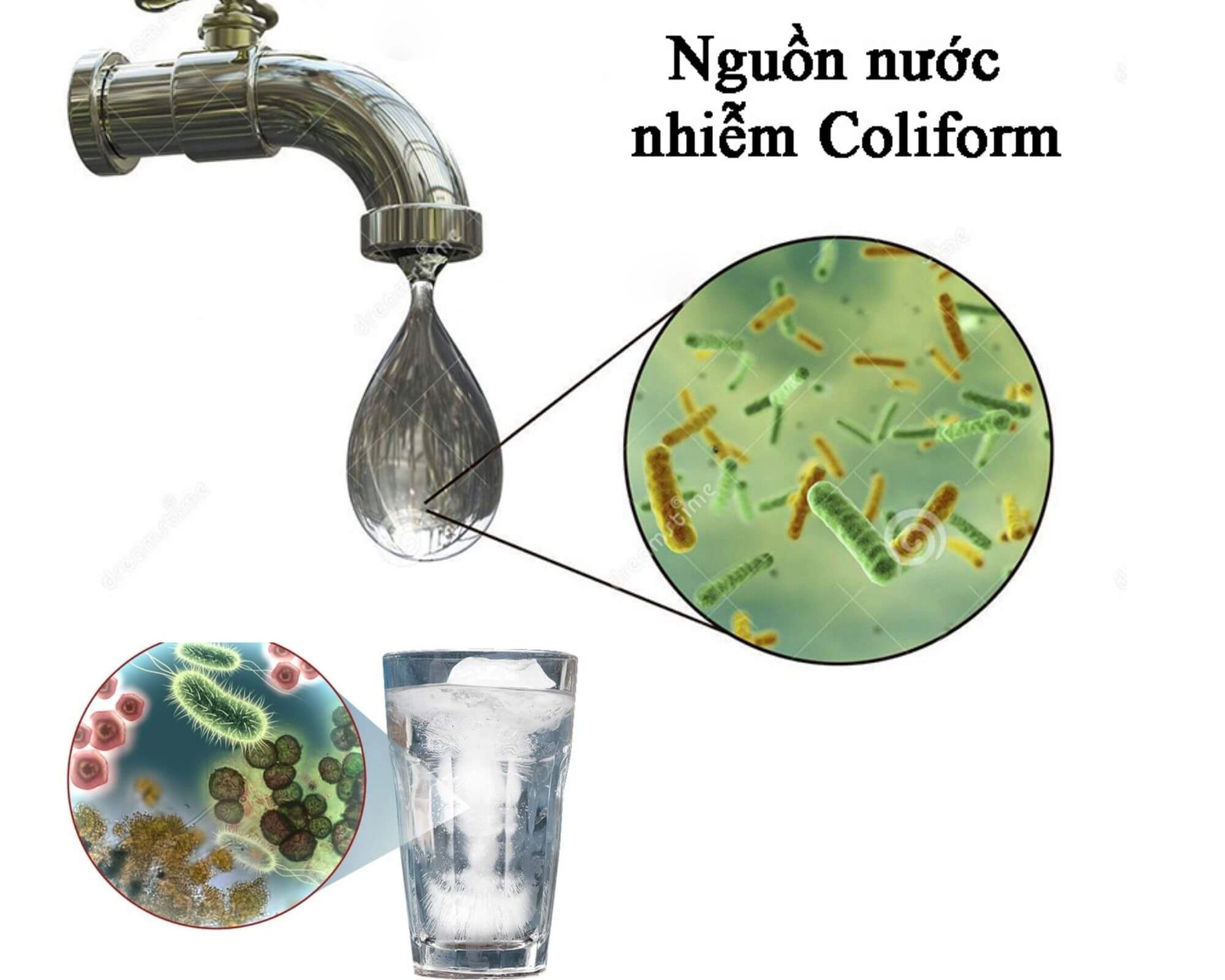 coliform-la-gi-5