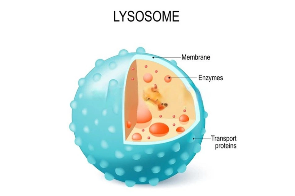 lysosome-la-gi-2-1